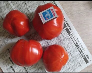 рассада помидор купить: Уруктар жашылчалардын: Помидорлор, Өзү алып кетүү — 4