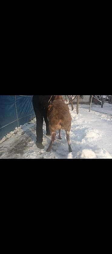 отдам котенка рэгдолл: Продаю | Овца (самка) | Арашан | Для разведения | Котные — 8