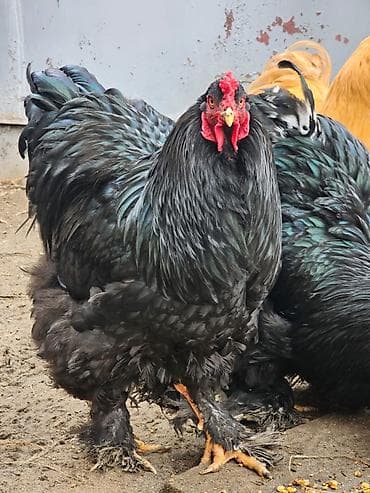 цыплята несушки купить: Продам Петуха и Курочек породы брама черная . (яйцо привозное из — 1