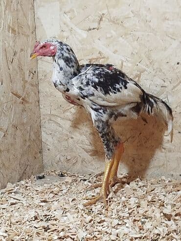 где можно купить молодых кур несушек: Продаю | Куры — 2