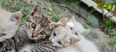 сх животные и товары: Котята различных окрасов, бесплатно включая рыжий, полосатый и белый — 6