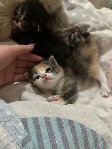 кошка тайская: Отдам в добрые ручки (бесплатно) породистые котята. мама-рэгдолл — 1