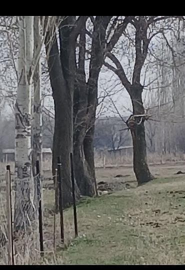 деревянные качели: Дрова Тополь — 4