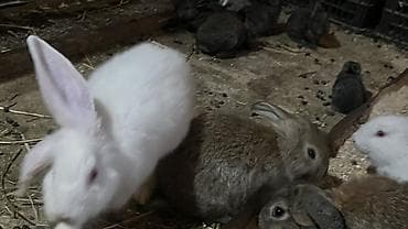 Животные: Продаю | Крольчата | Для разведения — 4