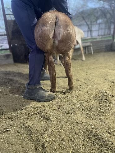 алабай бишкек: Сатам | Ургаачы кой (ургаачы) | Көбөйтүү үчүн | Асыл тукумдуу — 3