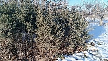 Канцтовары: Ели/пихты для посадки на участке. - Живые вечнозелёные хвойные — 2