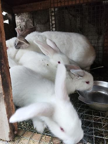сколько стоит хомяк: Продаю | Крольчата | Для разведения — 6