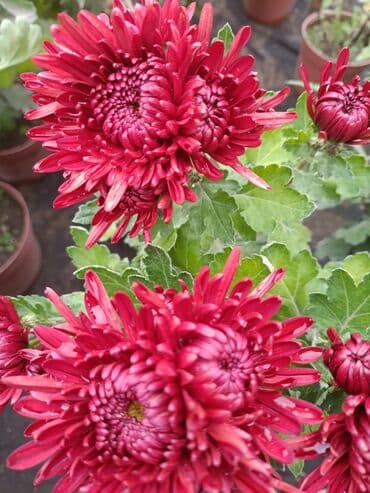 хризантема садовая купить: Горчешная хризантема! Большой выбор цветов оптом и в розницу — 2