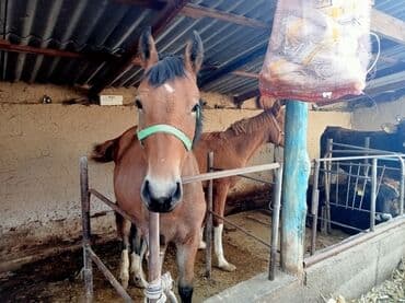 домик для кота: Сатам | Бээ (ургаачы) | Көбөйтүү үчүн — 2