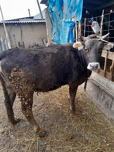 коровы животные: Продаю | Корова (самка) | Полукровка | Для молока | Привязанные — 2