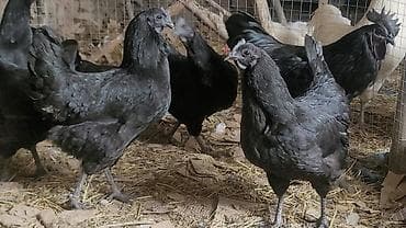 бооз кой сатылат: Сатам | Тооктор | Көбөйтүү үчүн — 5