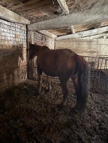 кролик баран: Продаю | Жеребенок | Для разведения — 5