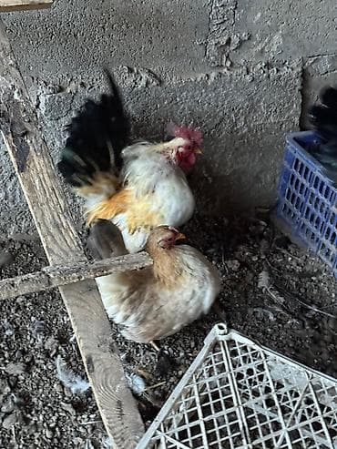 ко шомо: Продаю | Куры, Петух — 4