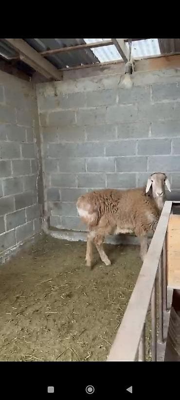 буудай баасы бишкек 2023: Сатам | Козу | Арашан | Көбөйтүү үчүн | Асыл тукумдуу — 4