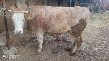 лампочки для аквариума: Продаю | Корова (самка) | Симментальская | На откорм | Привязанные — 4