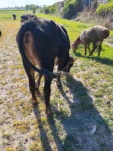 сингапурская кошка купить: Продаю | Тёлка | Алатауская | На откорм — 4