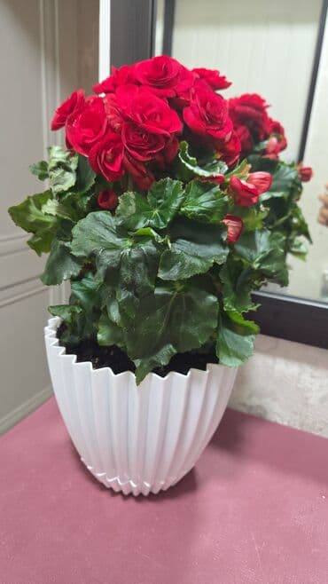 кастрюля большая: Спатифиллум (Spathiphyllum) в декоративном кашпо - Крупный, густой — 9