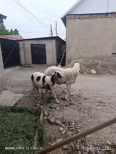 парода малдар: Продаю | Овца (самка) | Для разведения — 2