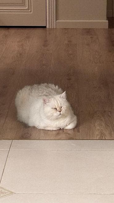 Кошки: Кошка даром: Британская короткошёрстная, 2 года, Мальчик — 4