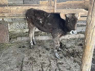 даберман собака: Продаю | Музоо, торпок | Полукровка | На откорм | Племенные — 8