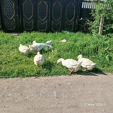 бука бык: Продаётся стая гусей породы мамуты в количестве 9 штук: 8 гусынь и 1 — 6