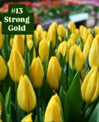 купить луковицы тюльпанов из голландии: Предлагаются тюльпаны различных оттенков для предзаказа к 8 марта 2026 — 14