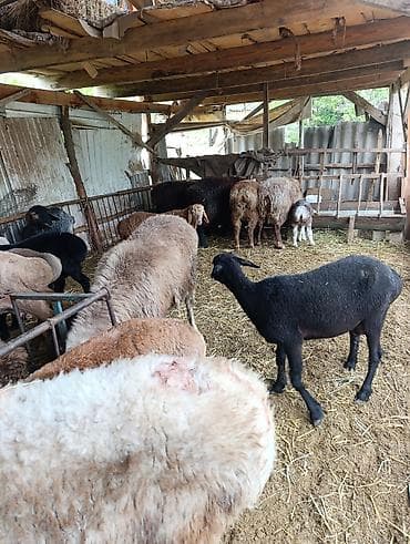 яицо черепахи: Продаю | Овца (самка) | Полукровка | На забой | Матка — 6