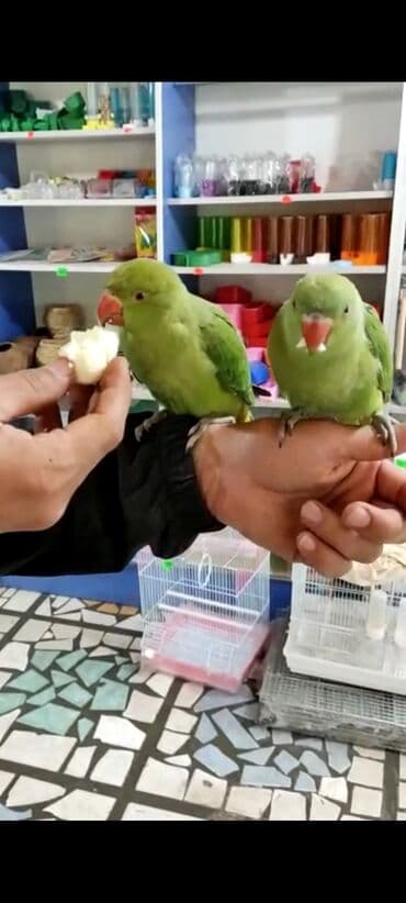 корм для птенцов волнистых попугаев: Ручной ожереловый попугай! Если у вас никогда не было опыта — 1