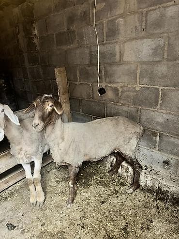 кролики каракол: Сатам | Ургаачы кой (ургаачы) | Союуга, Көбөйтүү үчүн, Жүн үчүн — 1