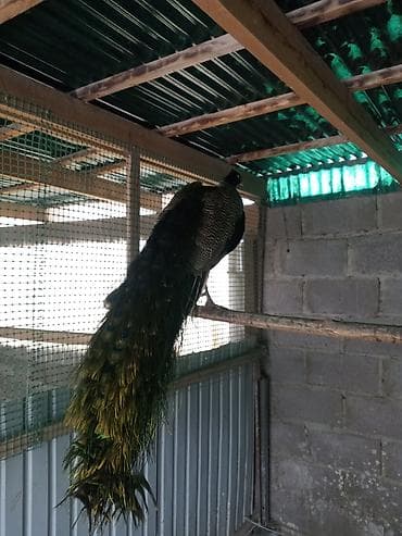 Услуги ветеринара: Продам павлинов — 1