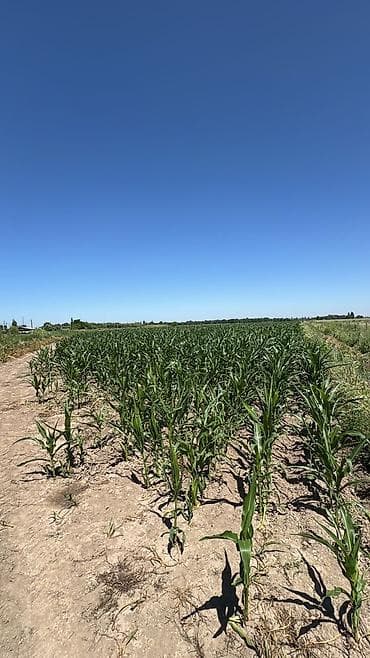 рыбная мука: Продается Кукуруза 🌽 для Силоса Российское семена, до 70 га Адрес — 5