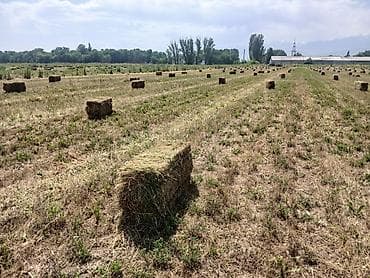 продаю жмых: Продаю тюки с поля. Первый укос, разнотравье, клевер 30% — 4