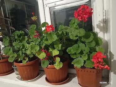 Пеларгония (герань) комнатная, красноцветковая — зрелые кусты в