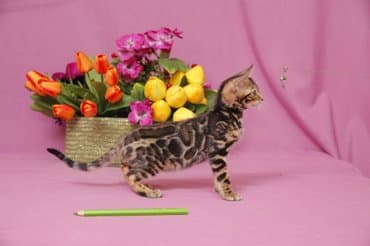 новорожденные котята: Дорогие друзья долгожданный помет . Бенгальские котята .от самых — 4