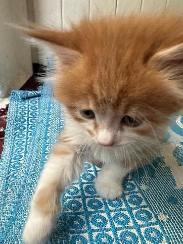 рыжий котёнок купить: КОТЁНОК МАЛЬЧИК 1,5 МЕСЯЦА. Рыжево-белый котёнок с пушистой шерстью и — 9