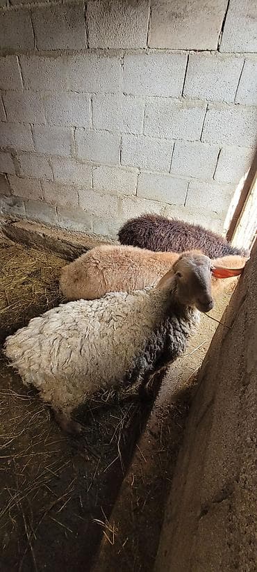стрижка для овец: Продаю | Ягненок | Для разведения — 8