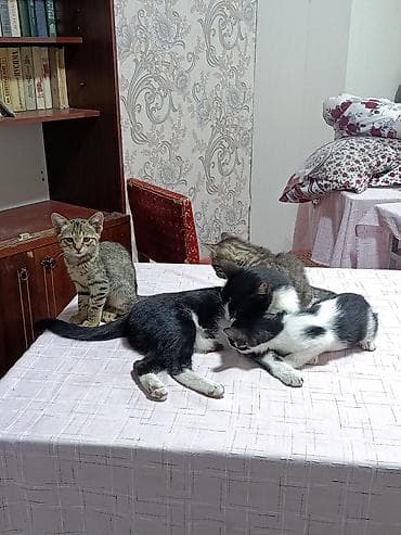 друзья: Котята — домашние, ласковые и игривые. На фото видно несколько малышей — 3