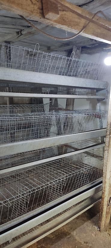 А\ч жаныбралары үчүн товарлар жана шаймандар: Многоярусные клеточные батареи для содержания и яйцекладки — 2