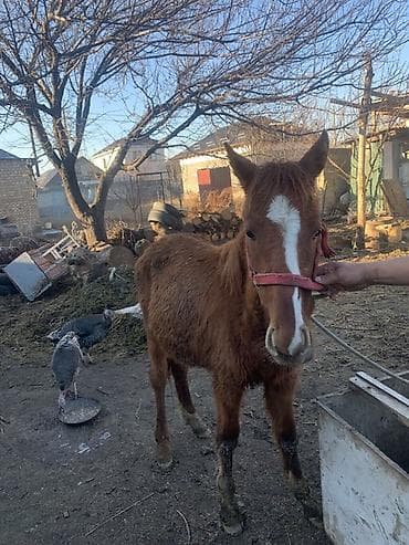 продаю кунан: Продаю | Жеребенок — 5