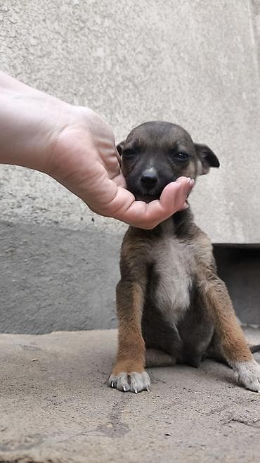 щенки отдам даром: Щенки, 4 шт: 2 девочки и 2 мальчика, ищут новый дом - Милые — 2