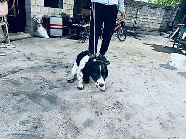 стерилизация собак бишкек цена: Спаниель, 1 жаш, Эркек — 7