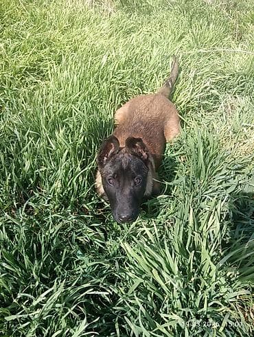 собаки токмок: Бельгия овчаркасы, 3 айлык, Ургаачы, Ит тегин тастыктоочу документ — 3