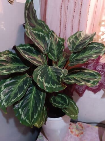 раскрой кухонной мебели с размерами: Диффенбахия (комнатное растение) в горшке - Крупный экземпляр с — 3