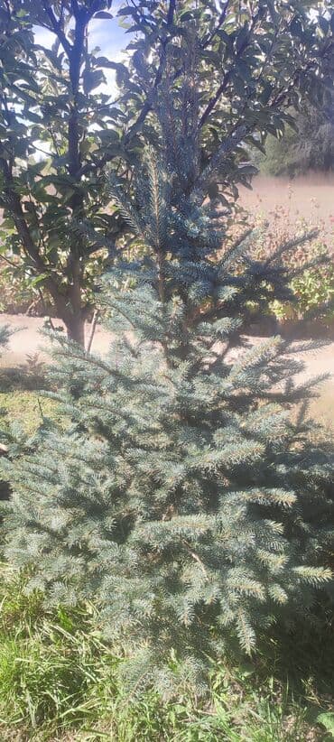 декоративный голубой ель: Саженцы деревьев: Ели — 6