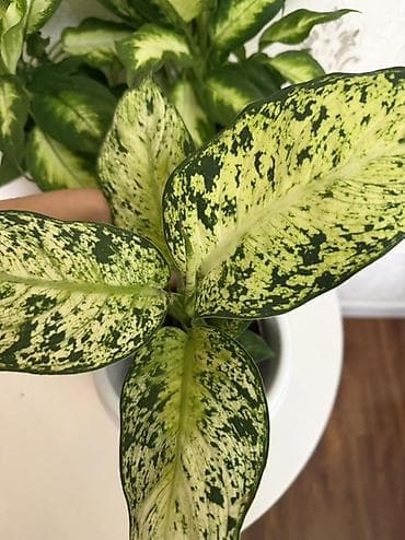 диффенбахию: Диффенбахия (различные пестролистные формы) - Декоративно-лиственное — 3