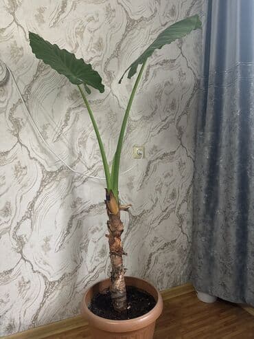 садовые гномы: Растение алоказия в горшке с большими зелеными листьями. Это — 2