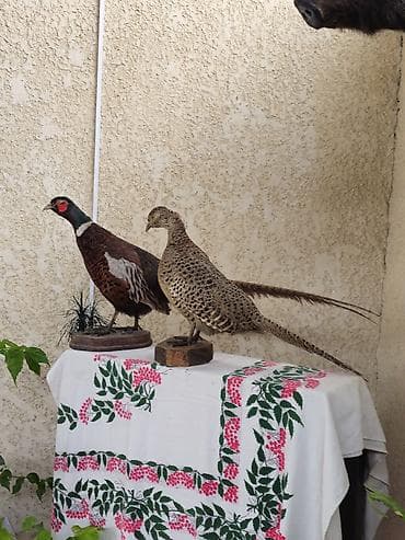 килем бишкек: Таксидермические чучела фазанов (пара) — 1