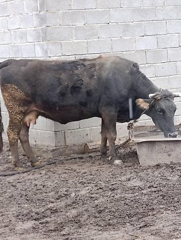 Продаю | Корова (самка) | Для молока | Привязанные