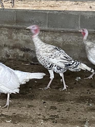 Иттер: Сатам | Эркек күрп | Көбөйтүү үчүн | Асыл тукумдуу — 2