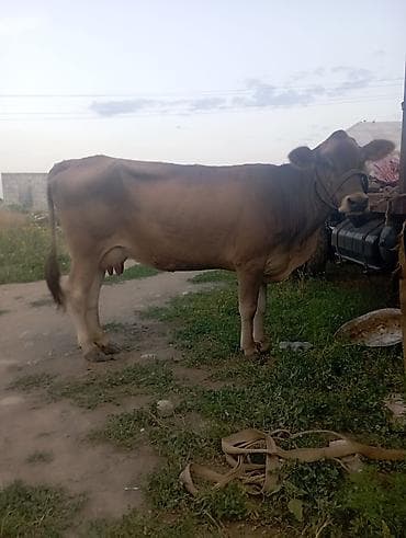 дойный каровы: Продаю | Корова (самка) | Для молока — 1